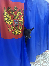 Питомцы поддерживают политический выбор хозяев